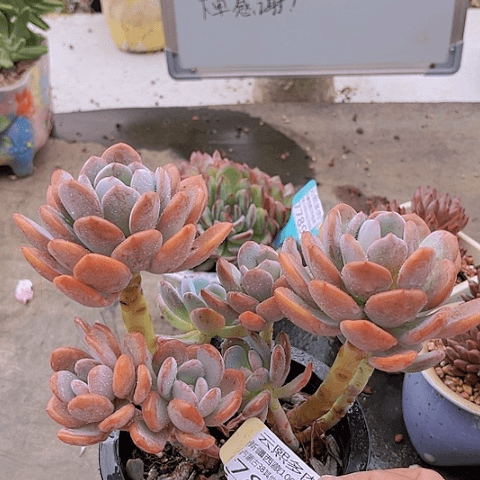 7813灰姑娘。