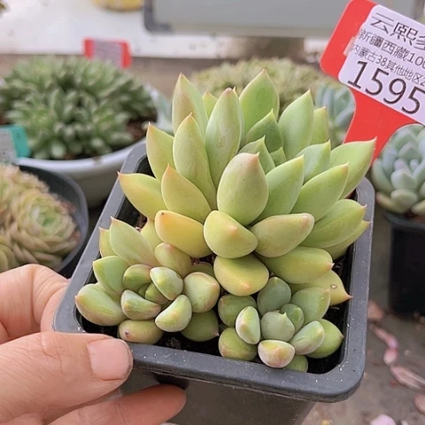 1595红象牙。