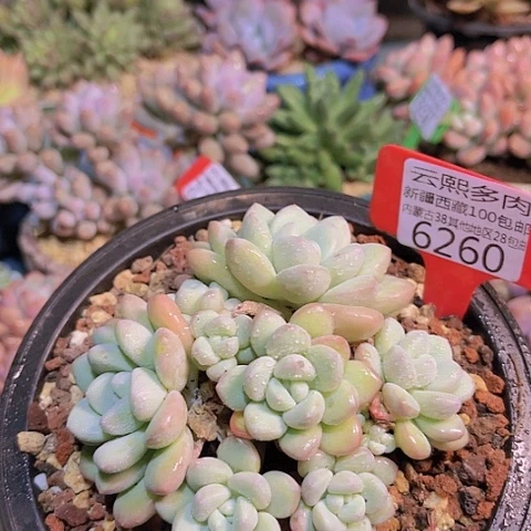 6260泡泡糖。