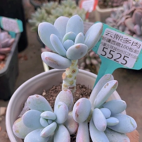 5525雪美人。