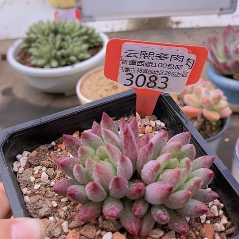 3083虞美人。