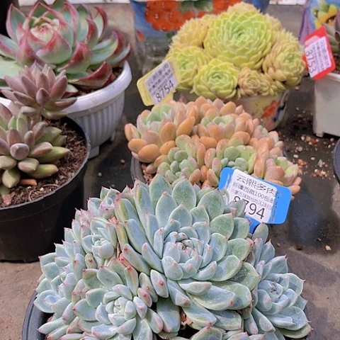 8794阿尔巴佳人。