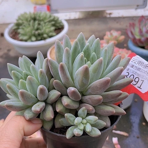 3091红蜻蜓。