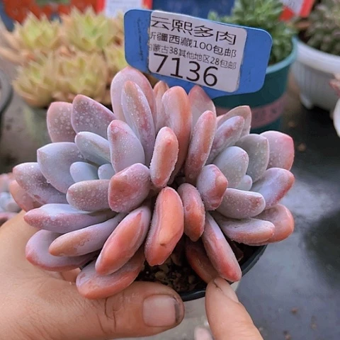 7136粉兔。