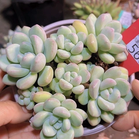 5606泡泡糖。