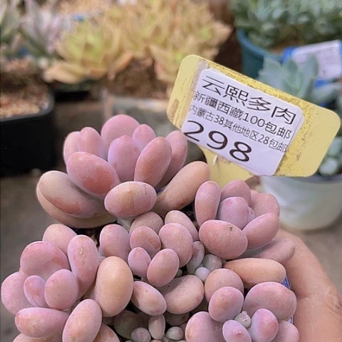 298桃蛋。