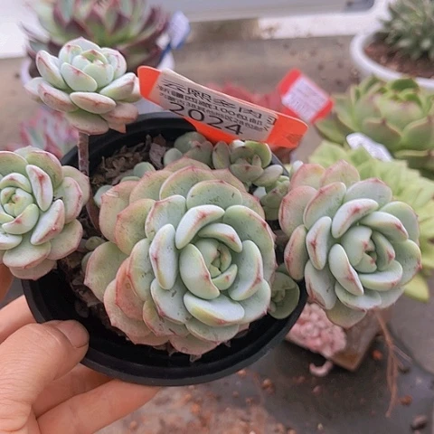 2024香草。