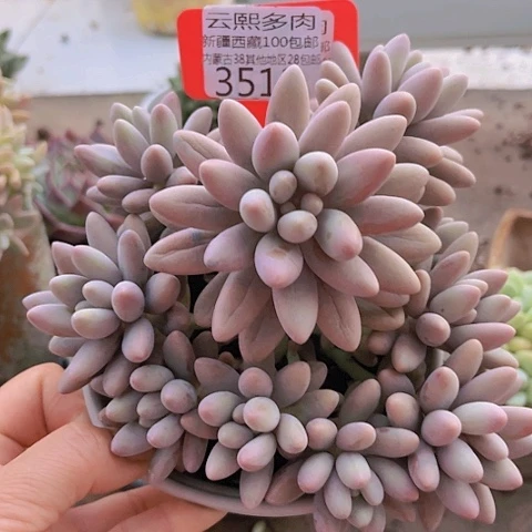 3512粉色恋人。