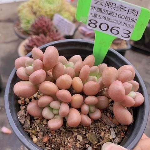 8063先锋派。