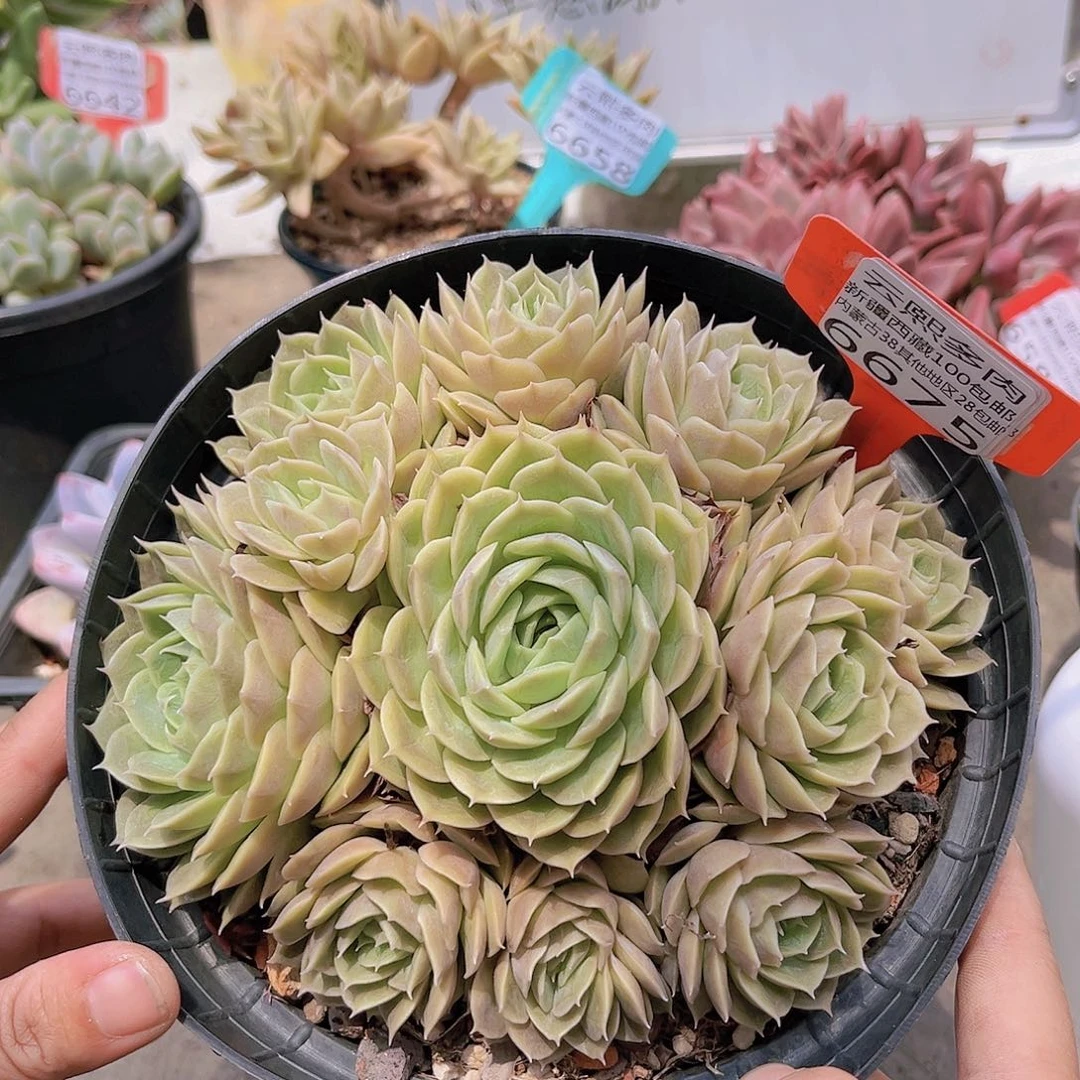 6675昂斯诺。