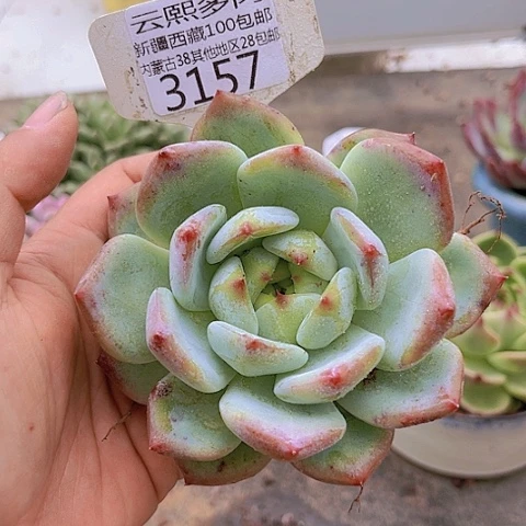 3157白拉糖。