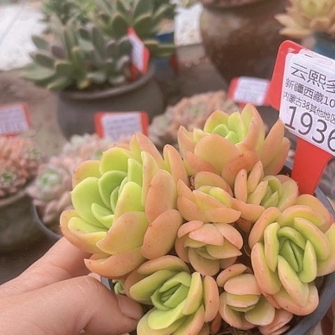 1936原始冰玫瑰。