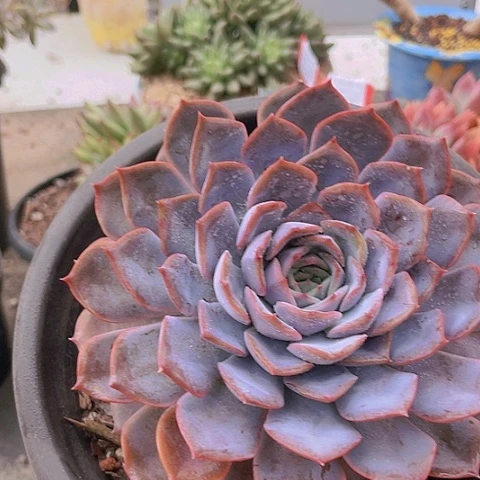 8273菲欧娜。