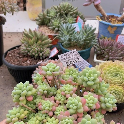 8403鱼子酱。