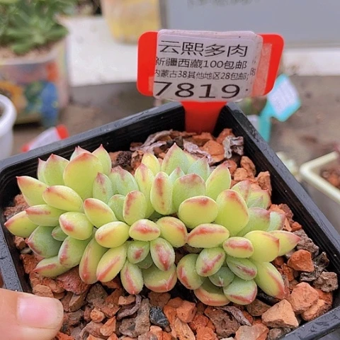 7819蜜糖美人。