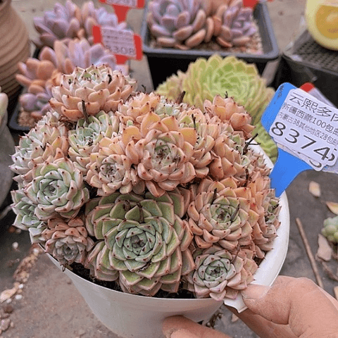 8374沙罗姬牡丹。