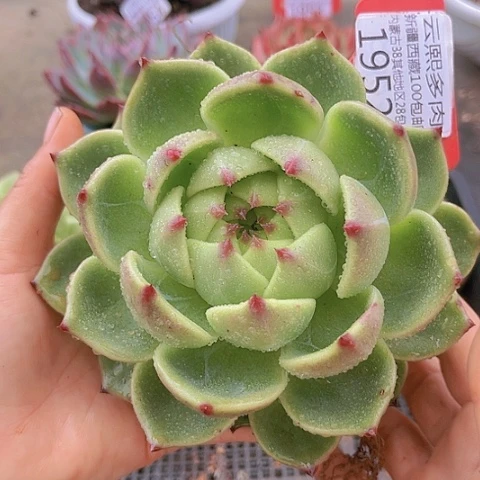 1952蓝龙。