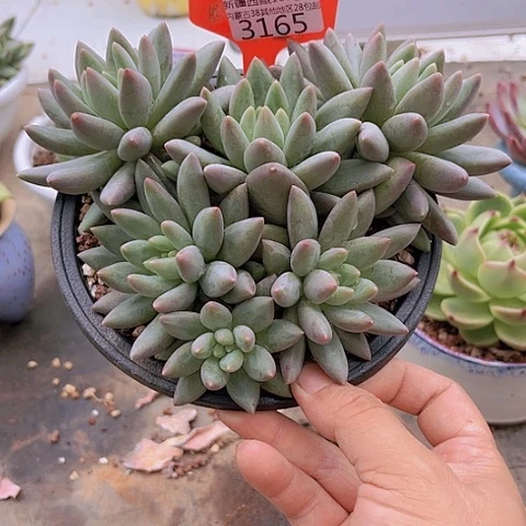 3165红蜻蜓。