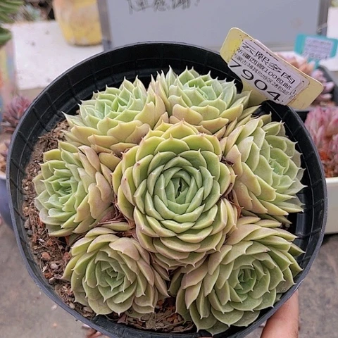 7904昂斯诺。