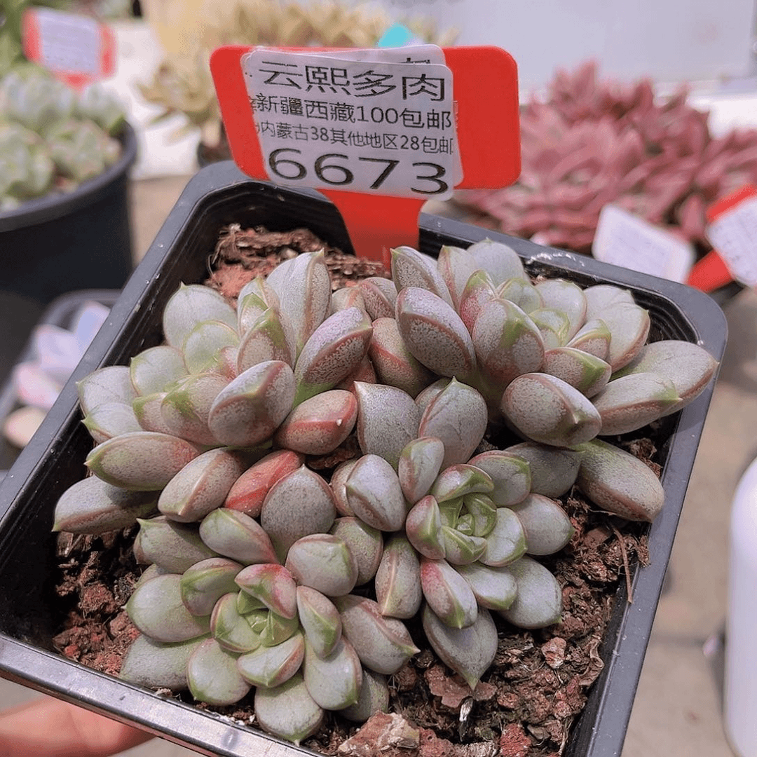 6673葡萄。