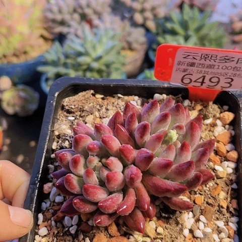 6493虞美人。