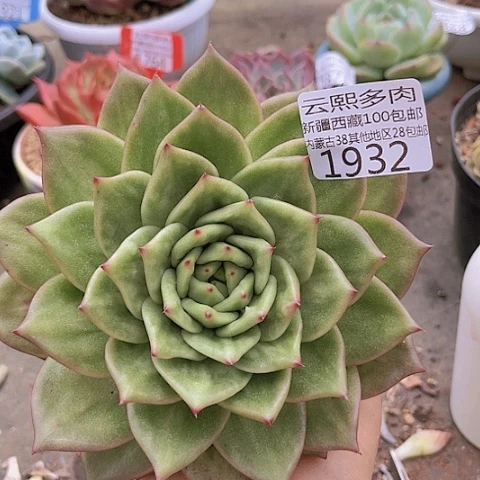 1932星星锦。