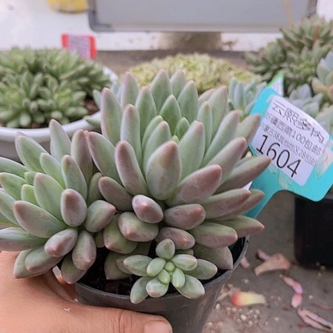 1604红蜻蜓。