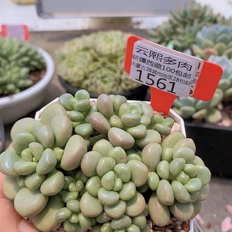 1561先锋派。