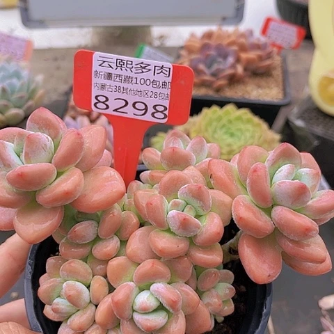 8298红洛神。