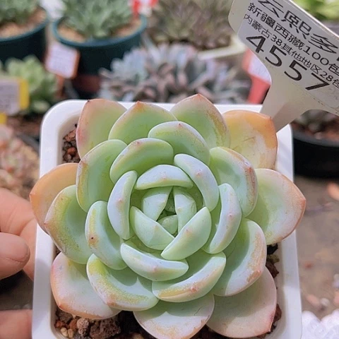 4557凤橙。