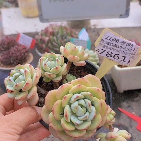 7861香草。