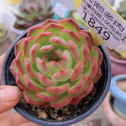 1849香槟杂。