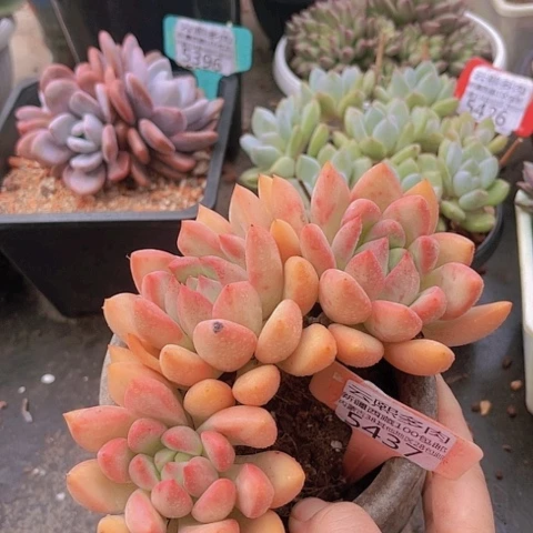 5437仙贝。