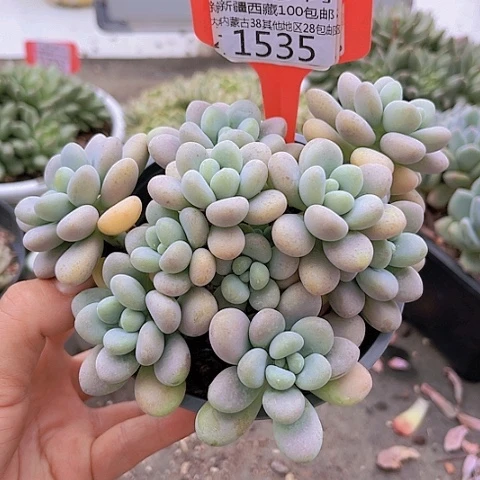 1535粉珍妮。