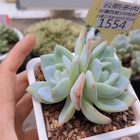 1554凤橙。