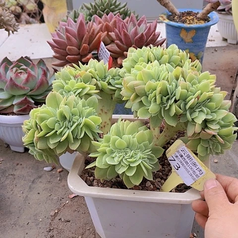 73丝绸面纱缀。