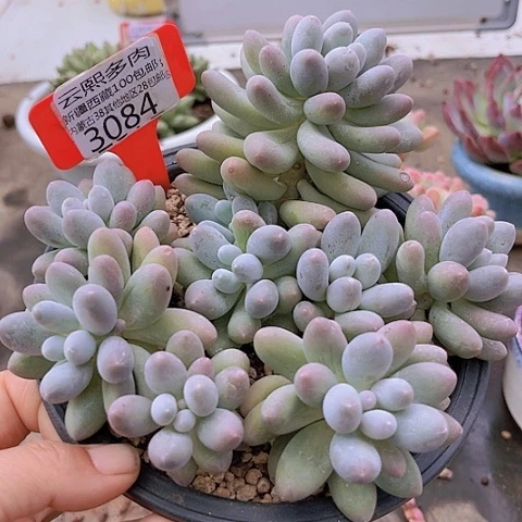 3084汤圆。