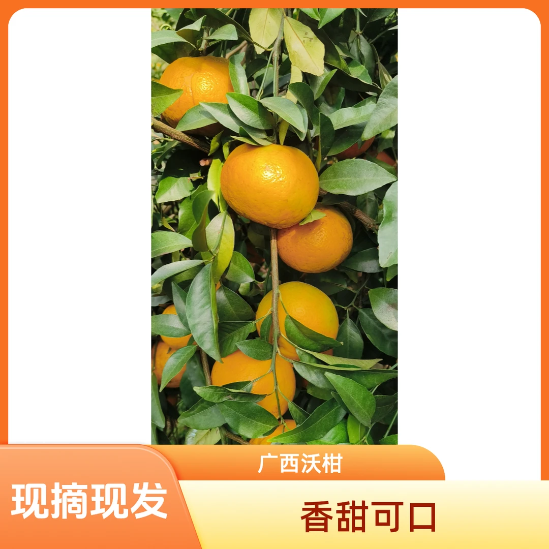 新鲜沃柑中大果超甜现摘现发自然成熟不打蜡汁水充足9甜1酸才好吃