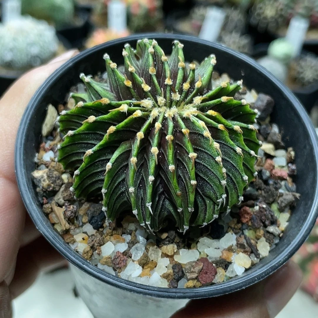 实生根系，肋骨缀化