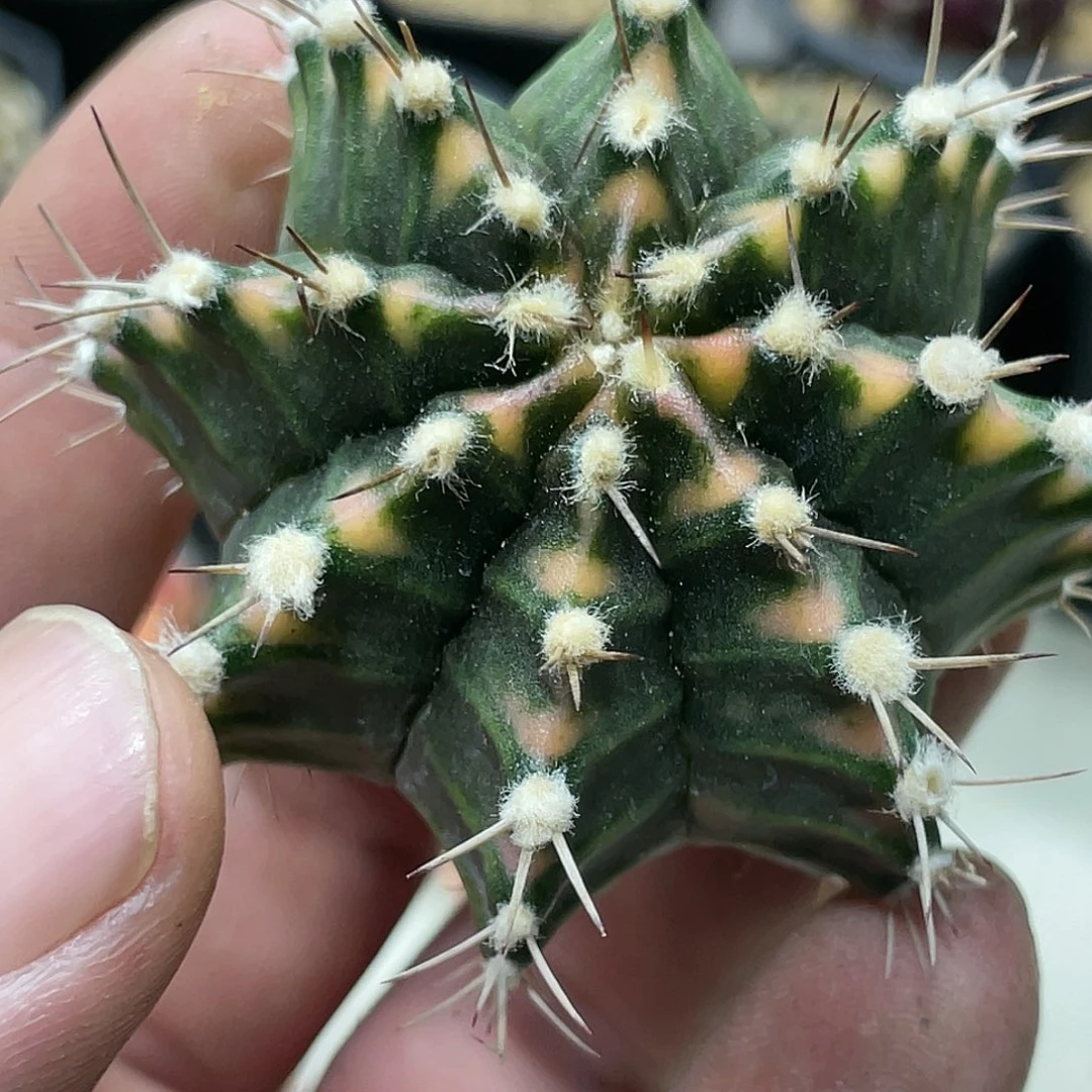 泰系实生，高绒规律棱背锦