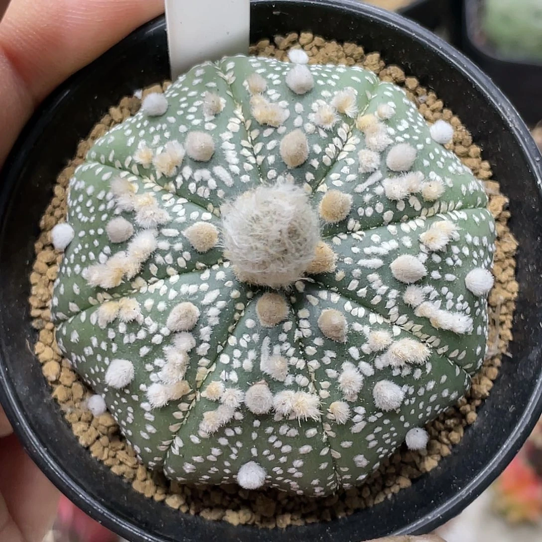 实生根系,高绒毛花园兜