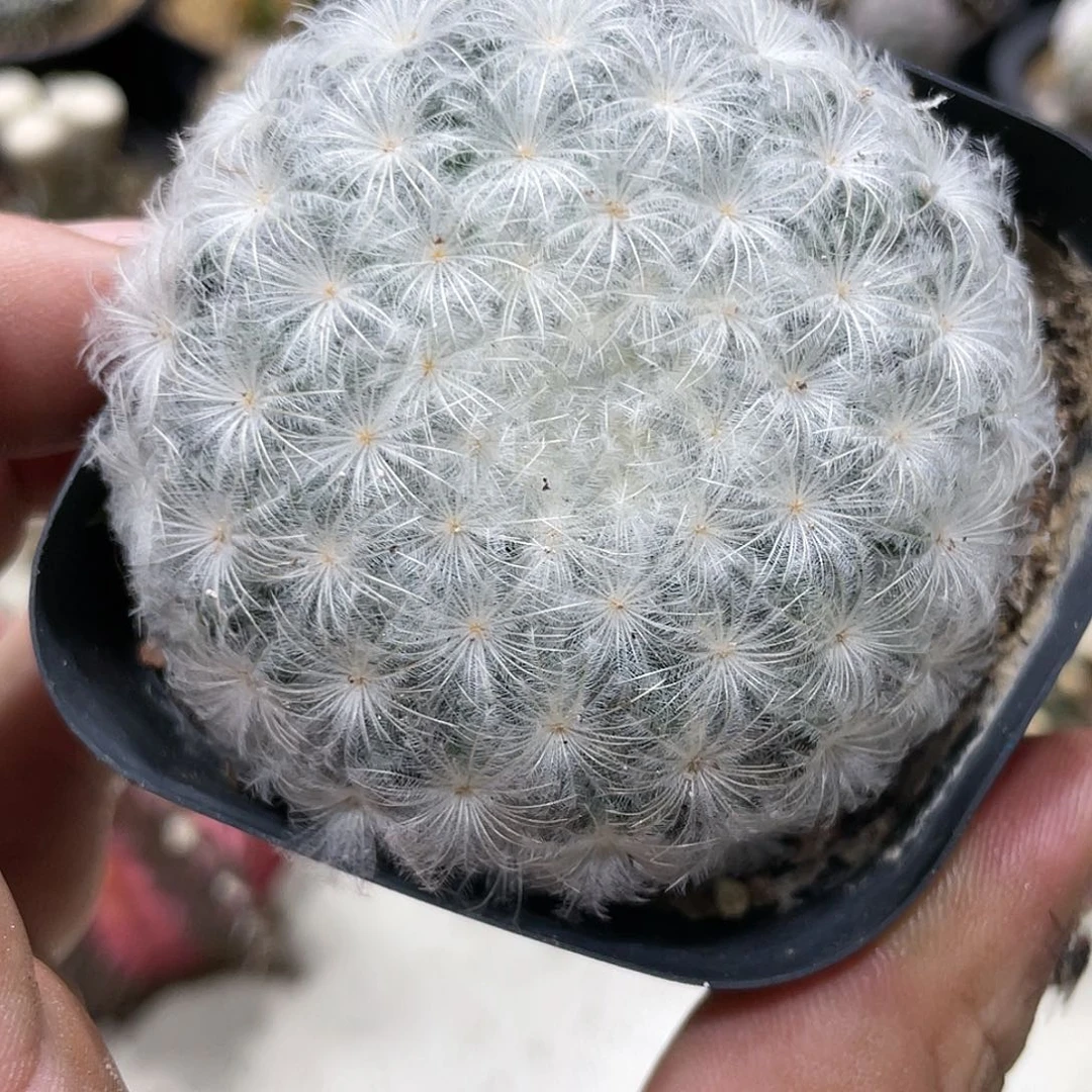 实生根系，佛头白星