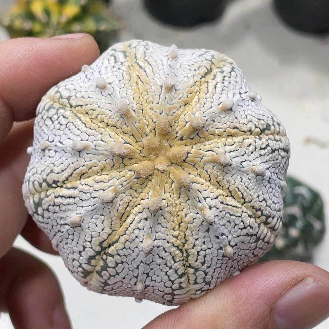 泰系实生根，浓白奇迹兜