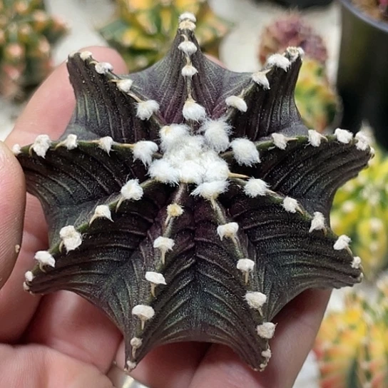 泰系实生，高绒黑肋骨VOS1241