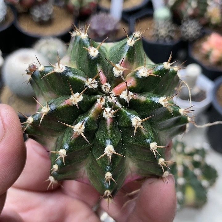 泰系自根，粉臀米哈锦