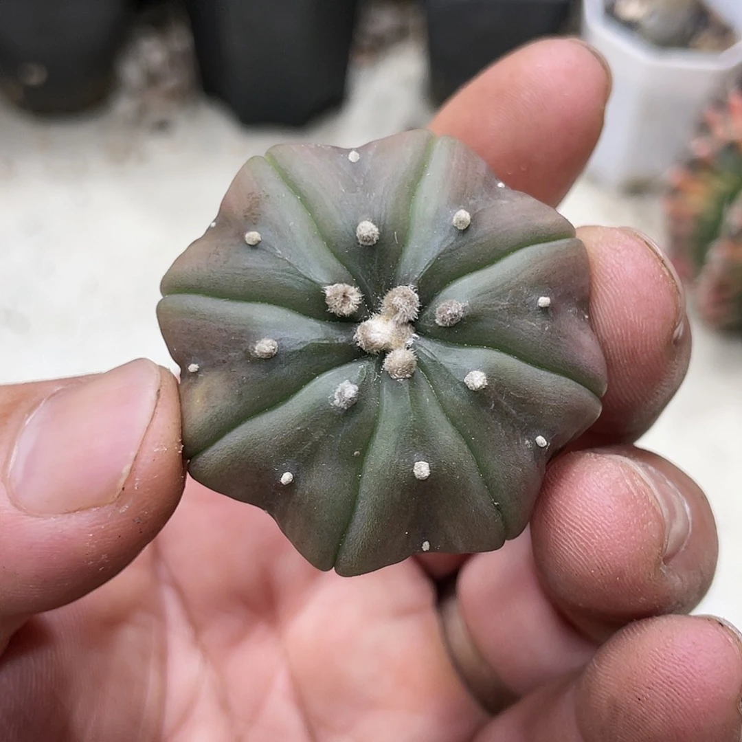 实生根系，紫皮海星兜