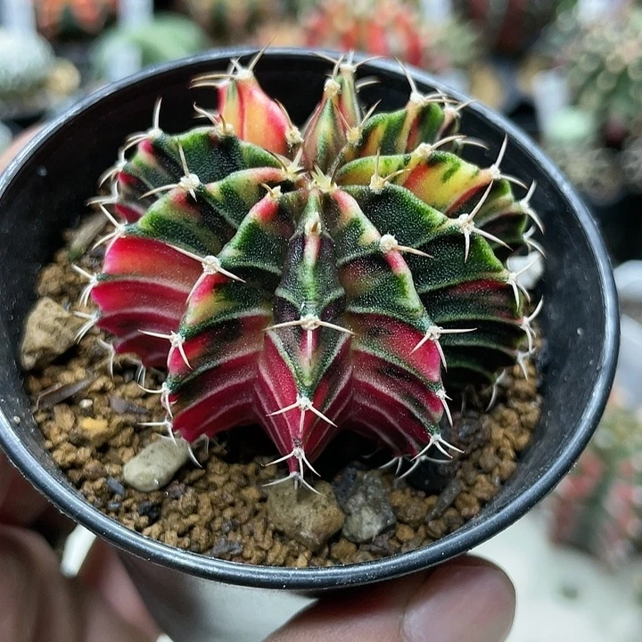 泰系实生根系，肋骨锦