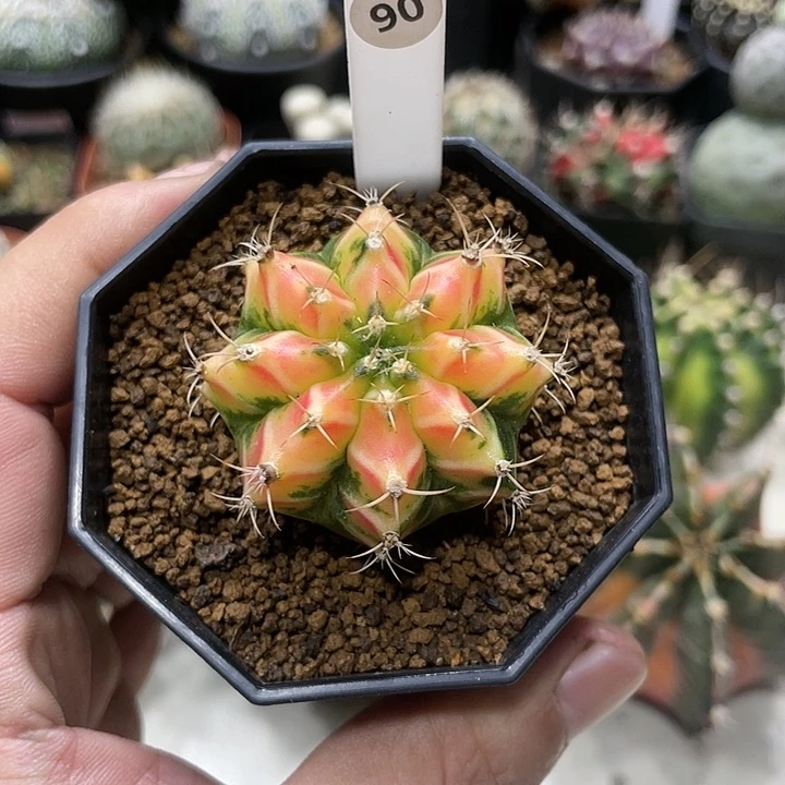 泰系名品侧，水蜜桃