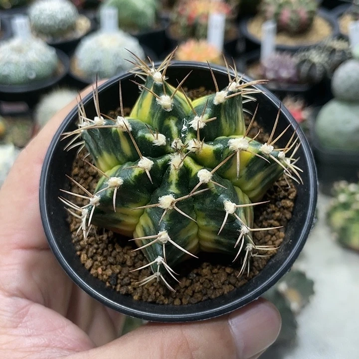 ?**、泰系实生根系，臀锦米哈
