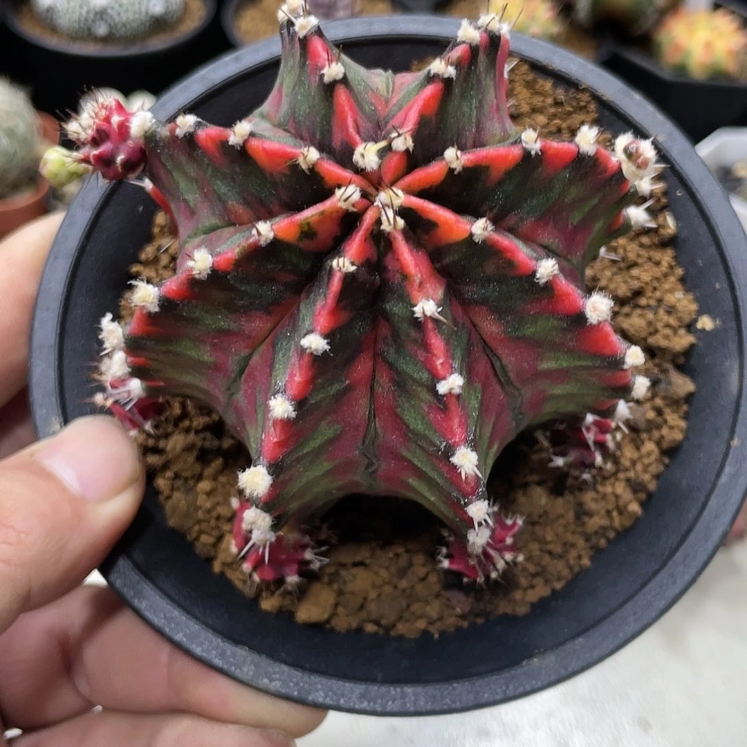 泰系，高绒黑红米哈锦